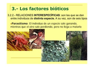 3.- Los factores bióticos
3.2.2.- RELACIONES INTERESPECÍFICAS: son las que se dan
   entre individuos de distinta especie. A su vez, son de seis tipos:
  Parasitismo:   El individuo de un especie sale ganando,
  mientras que el otro sale perdiendo, pero no llega a matarlo
 