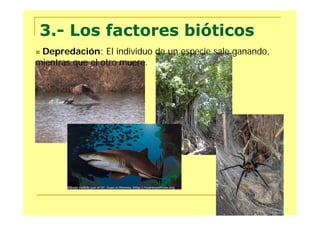 3.- Los factores bióticos
Depredación: El individuo de un especie sale ganando,
mientras que el otro muere.
 