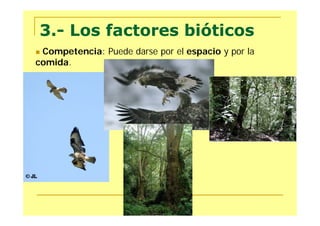3.- Los factores bióticos
Competencia: Puede darse por el espacio y por la
comida.
 