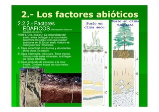 2.-
  2.- Los factores abióticos
2.2.2.- Factores
  EDÁFICOS
    QUÍMICAS DEL SUELO)
                          (PROPIEDADES FÍSICAS Y


PERFIL DEL SUELO: La profundidad del
    suelo, antes de llegar a la roca madre,
    determina los seres vivos que pueden
    asentarse en él. En un suelo maduro se
    distinguen tres Horizontes:
A: Capa superficial, con humus y abundantes
    seres vivos. Es oscuro
B: Capa intermedia, más clara. Tiene menos
    humus y más sales minerales. A él llegan
    las raíces arbóreas.
C: Capa profunda de transición a la roca
    madre. Contiene trozos de roca madre,
    arena y arcilla.
 