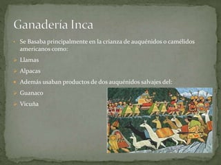 • Se Basaba principalmente en la crianza de auquénidos o camélidos
americanos como:
 Llamas
 Alpacas
 Además usaban productos de dos auquénidos salvajes del:
 Guanaco
 Vicuña
 