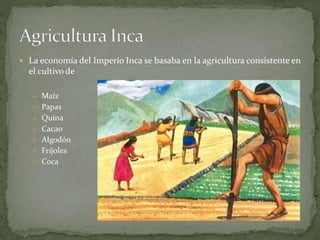  La economía del Imperio Inca se basaba en la agricultura consistente en
el cultivo de
 Maíz
 Papas
 Quina
 Cacao
 Algodón
 Fríjoles
 Coca
 