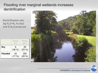 •SWIMMER | University of Liverpool
Flooding river marginal wetlands increases
denitrification
Temp.
5°C
Temp.
25°C
Dry 6
(36 %)
39
(23 %)
Flooded 44
(17 %)
362
(28 %)
Denitrification rate
(kg N2O+N2 ha day)
and % N2O produced
 