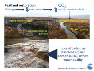 SWIMMER | University of Liverpool
Loss of carbon as
dissolved organic
carbon (DOC) affects
water quality
Degraded drained
gully site
Peatland restoration
Blocked grip site
Drainage water content aerobic microbial activity
organic matter content extracellular enzyme hydrolysis
CO2
 