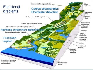 •SWIMMER | University of Liverpool
Functional
gradients
Carbon sequestration
Floodwater detention
Nutrient & contaminant transformation
Food chain
support
 