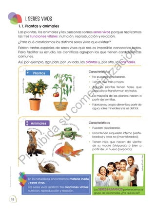 Prohibidasureproducción
18
1. seres vivos
1.1. Plantas y animales
Las plantas, los animales y las personas somos seres vivos porque realizamos
las tres funciones vitales: nutrición, reproducción y relación.
¿Para qué clasificamos los distintos seres vivos que existen?
Existen tantas especies de seres vivos que nos es imposible conocerlas todas.
Para facilitar su estudio, los científicos agrupan los que tienen características
comunes.
Así, por ejemplo, agrupan, por un lado, las plantas y, por otro, los animales.
En la naturaleza encontramos materia inerte
y seres vivos.
Los seres vivos realizan tres funciones vitales:
nutrición, reproducción y relación.
Características
•	 No pueden desplazarse.
•	 Tienen raíz, tallo y hojas.
•	Algunas plantas tienen flores, que
después se transforman en frutos.
•	La mayoría de las plantas nacen a
partir de semillas.
•	 Fabrican su propio alimento a partir de
agua, sales minerales y la luz del Sol.
Características
•	 Pueden desplazarse.
•	 Unos tienen esqueleto interno (verte-
brados) y otros no (invertebrados).
•	Tienen hijos que nacen del vientre
de su madre (vivíparos), o bien a
partir de un huevo (ovíparos).
Plantas
Animales
Los SERES HUMANOSpertenecemos al
grupo de los animales. ¿Por qué es así?
http://goo.gl/9XMjit
http://goo.gl/Pnq41y
http://goo.gl/o6WBrM
https://goo.gl/
C7s1Al
https://goo.gl
/HvOeXB
http://goo.gl/SQL
drp
http://goo.gl/B
kS90g
http://goo.gl/xlvAFNProhibida
su
com
ercialización
 