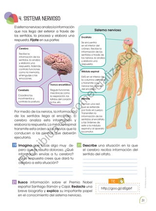 Prohibidasureproducción
31
4. SISTEMA NERVIOSO
Elsistemanerviosoanalizalainformación
que nos llega del exterior a través de
los sentidos, la procesa y elabora una
respuesta. Fíjate en sus partes:
Por medio de los nervios, la información
de los sentidos llega al encéfalo. El
cerebro analiza esta información y
elabora la respuesta. La médula espinal
transmite esta orden a los nervios que la
conducen a las piernas que deberán
ejecutarla.
	Busca información sobre el Premio Nobel
español Santiago Ramón y Cajal. Redacta una
breve biografía y explica su importante papel
en el conocimiento del sistema nervioso.
Sistema nervioso
TIC
ENGR
UPO
YTAMB
IÉN
TIC
S
RECORTA
BLES
http://goo.gl/d0g6rf
Encéfalo
Se encuentra
en el interior del
cráneo. Recibe la
información de los
sentidos a través de
los nervios, la analiza
y elabora una
respuesta.
Nervios
Forman una red
que se extiende
por todo el cuerpo.
Transmiten la
información de los
sentidos al encéfalo,
y las órdenes de
este a la médula
espinal y al aparato
locomotor.
Médula espinal
Está en el interior de
la columna vertebral
y transmite a los
nervios las órdenes
del encéfalo.
Cerebro
Recibe la
información de los
sentidos, la analiza
y elabora una
respuesta. Además,
controla funciones
como la memoria,
el lenguaje o las
emociones.
Cerebelo
Coordina los
movimientos y
controla la postura.
Tronco encefálico
Regula funciones
mecánicas como
la respiración, los
latidos del corazón,
la tos, etc.
	Imagina que tocas algo muy ás-
pero que te resulta doloroso. ¿Qué
información envías a tu cerebro?
¿Qué respuesta crees que dará tu
cerebro a esta situación?
	____________________________________________
	____________________________________________
	____________________________________________
	Describe una situación en la que
el cerebro reciba información del
sentido del olfato.
	____________________________________________
	____________________________________________
	____________________________________________
	____________________________________________
	____________________________________________
19 20
21
https://goo.gl/
t3ZW5o
Prohibida
su
com
ercialización
 