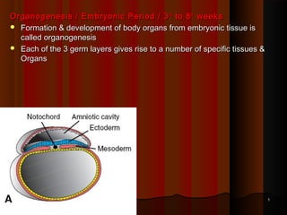 Organogenesis / Embryonic Period / 3 rd to 8 th weeks
 Formation & development of body organs from embryonic tissue is
called organogenesis
 Each of the 3 germ layers gives rise to a number of specific tissues &
Organs

1

 