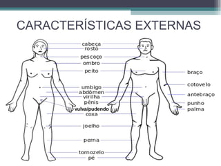 CARACTERÍSTICAS EXTERNAS
vulva/pudendo
 
