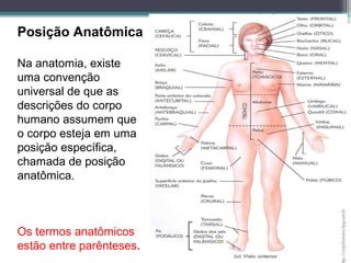 Posição Anatômica
Na anatomia, existe
uma convenção
universal de que as
descrições do corpo
humano assumem que
o corpo esteja em uma
posição específica,
chamada de posição
anatômica.
Os termos anatômicos
estão entre parênteses.
 