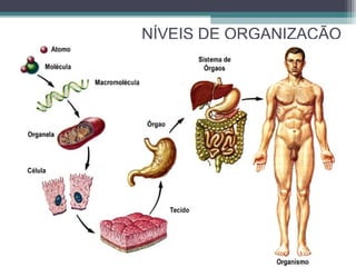 NÍVEIS DE ORGANIZAÇÃO
 
