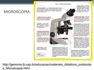 MICROSCOPIA
http://genoma.ib.usp.br/educacao/materiais_didaticos_protocolo
s_Microscopia.html
 