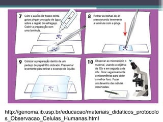 http://genoma.ib.usp.br/educacao/materiais_didaticos_protocolo
s_Observacao_Celulas_Humanas.html
 