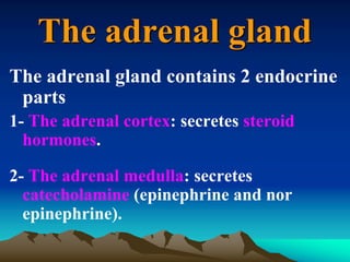 The adrenal gland
The adrenal gland contains 2 endocrine
parts
1- The adrenal cortex: secretes steroid
hormones.
2- The adrenal medulla: secretes
catecholamine (epinephrine and nor
epinephrine).
 