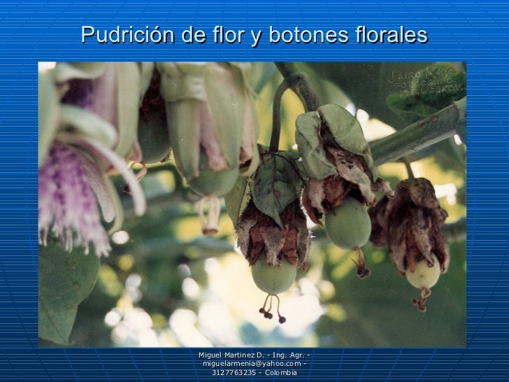 Resultado de imagen para botrytis en granadilla