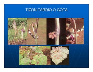 TIZON TARDIO O GOTA
 