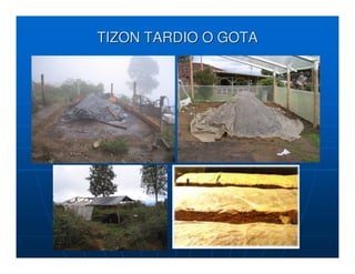 TIZON TARDIO O GOTA
 