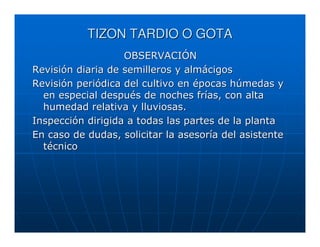 TIZON TARDIO O GOTA
                   OBSERVACIÓN
Revisión diaria de semilleros y almácigos
Revisión periódica del cultivo en épocas húmedas y
  en especial después de noches frías, con alta
  humedad relativa y lluviosas.
Inspección dirigida a todas las partes de la planta
En caso de dudas, solicitar la asesoría del asistente
  técnico
 