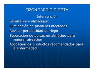 TIZON TARDIO O GOTA
                 Intervención
Semilleros y almácigos:
Eliminación de plántulas afectadas
Revisar periodicidad de riego
Separación de bolsas en almácigo para
  mejorar aireación
Aplicación de productos recomendados para
  la enfermedad
 