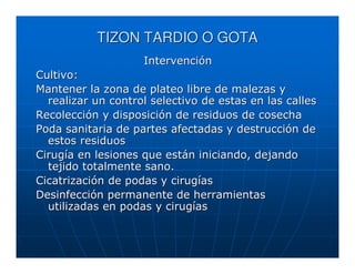 TIZON TARDIO O GOTA
                    Intervención
Cultivo:
Mantener la zona de plateo libre de malezas y
  realizar un control selectivo de estas en las calles
Recolección y disposición de residuos de cosecha
Poda sanitaria de partes afectadas y destrucción de
  estos residuos
Cirugía en lesiones que están iniciando, dejando
  tejido totalmente sano.
Cicatrización de podas y cirugías
Desinfección permanente de herramientas
  utilizadas en podas y cirugías
 