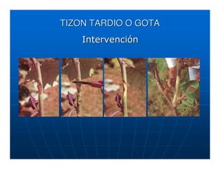 TIZON TARDIO O GOTA
    Intervención
 