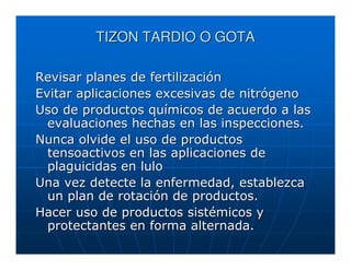 TIZON TARDIO O GOTA

Revisar planes de fertilización
Evitar aplicaciones excesivas de nitrógeno
Uso de productos químicos de acuerdo a las
  evaluaciones hechas en las inspecciones.
Nunca olvide el uso de productos
  tensoactivos en las aplicaciones de
  plaguicidas en lulo
Una vez detecte la enfermedad, establezca
  un plan de rotación de productos.
Hacer uso de productos sistémicos y
  protectantes en forma alternada.
 