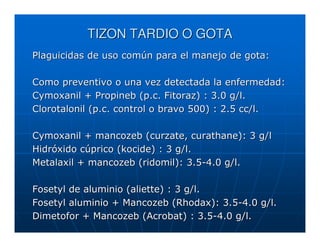 TIZON TARDIO O GOTA
Plaguicidas de uso común para el manejo de gota:

Como preventivo o una vez detectada la enfermedad:
Cymoxanil + Propineb (p.c. Fitoraz) : 3.0 g/l.
Clorotalonil (p.c. control o bravo 500) : 2.5 cc/l.

Cymoxanil + mancozeb (curzate, curathane): 3 g/l
Hidróxido cúprico (kocide) : 3 g/l.
Metalaxil + mancozeb (ridomil): 3.5-4.0 g/l.

Fosetyl de aluminio (aliette) : 3 g/l.
Fosetyl aluminio + Mancozeb (Rhodax): 3.5-4.0 g/l.
Dimetofor + Mancozeb (Acrobat) : 3.5-4.0 g/l.
 