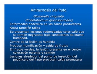 Antracnosis del fruto
                 Glomerella cingulata
           (Colletotrichum gloeosporiodes)
Enfermedad endémica en las zonas productoras
Ataca también tallos
Se presentan lesiones redondeadas color café que
  se tornan negruzcas bajo condiciones de buena
  humedad.
Centro de la lesión es hundida
Produce momificación y caída de frutos
En frutos verdes, la lesión presenta en el centro
  coloración naranja o salmón
Lesiones alrededor del punto de inserción del
  pedúnculo del fruto provocan caída prematura
 