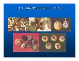 ANTRACNOSIS DEL FRUTO
 