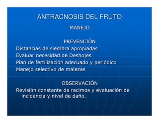 ANTRACNOSIS DEL FRUTO
                      MANEJO

                     PREVENCIÓN
Distancias de siembra apropiadas
Evaluar necesidad de Deshojes
Plan de fertilización adecuado y periódico
Manejo selectivo de malezas

                   OBSERVACIÓN
Revisión constante de racimos y evaluación de
  incidencia y nivel de daño.
 