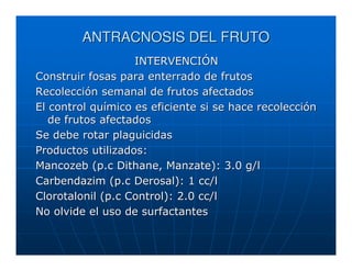 ANTRACNOSIS DEL FRUTO
                   INTERVENCIÓN
Construir fosas para enterrado de frutos
Recolección semanal de frutos afectados
El control químico es eficiente si se hace recolección
   de frutos afectados
Se debe rotar plaguicidas
Productos utilizados:
Mancozeb (p.c Dithane, Manzate): 3.0 g/l
Carbendazim (p.c Derosal): 1 cc/l
Clorotalonil (p.c Control): 2.0 cc/l
No olvide el uso de surfactantes
 