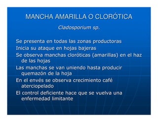 MANCHA AMARILLA O CLORÓTICA
                 Cladosporium sp.

Se presenta en todas las zonas productoras
Inicia su ataque en hojas bajeras
Se observa manchas cloróticas (amarillas) en el haz
   de las hojas
Las manchas se van uniendo hasta producir
   quemazón de la hoja
En el envés se observa crecimiento café
   aterciopelado
El control deficiente hace que se vuelva una
   enfermedad limitante
 