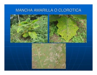 MANCHA AMARILLA O CLOROTICA
 