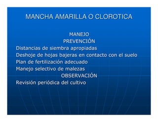 MANCHA AMARILLA O CLOROTICA

                        MANEJO
                     PREVENCIÓN
Distancias de siembra apropiadas
Deshoje de hojas bajeras en contacto con el suelo
Plan de fertilización adecuado
Manejo selectivo de malezas
                    OBSERVACIÓN
Revisión periódica del cultivo
 