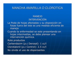 MANCHA AMARILLA O CLOROTICA

                       MANEJO
                   INTERVENCIÓN
La Poda de hojas afectadas y su disposición en
  fosas fuera del lote es una medida eficiente de
  manejo
Cuando la enfermedad se este presentando en
  hojas intermedias, se debe planear una
  intervención química.
Rote productos
Carbendazim (p.c Derosal): 1 cc/l
Clorotalonil (p.c Control): 2.5 cc/l
No olvide el uso de dispersantes
 
