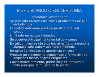 MOHO BLANCO O ESCLEROTINIA
                 Sclerotinia sclerotiorum
Se presenta en todas las zonas productoras de lulo
   en Colombia
El control deficiente produce perdida total del
   cultivo
Limitante en épocas húmedas
Se observa principalmente en tallos y ramas
En tejido joven se observa inicialmente una mancha
   alargada café claro y apariencia húmeda
En tallos lignificados su apariencia en seca
Produce un crecimiento algodonoso y formación de
   pequeñas masas negras irregulares
Causa marchitamiento, pudrición y en ataques al
   tallo principal, la muerte de la planta.
 