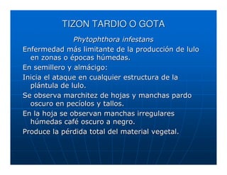 TIZON TARDIO O GOTA
               Phytophthora infestans
Enfermedad más limitante de la producción de lulo
  en zonas o épocas húmedas.
En semillero y almácigo:
Inicia el ataque en cualquier estructura de la
  plántula de lulo.
Se observa marchitez de hojas y manchas pardo
  oscuro en pecíolos y tallos.
En la hoja se observan manchas irregulares
  húmedas café oscuro a negro.
Produce la pérdida total del material vegetal.
 