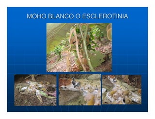 MOHO BLANCO O ESCLEROTINIA
 
