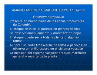AMARILLAMIENTO O MARCHITEZ POR Fusarium

                Fusarium oxysporum
Presente en buena parte de las zonas productoras
   de Colombia
El ataque se inicia al parecer en plantas débiles
Se observa amarillamiento y marchitez de hojas
El ataque puede ser a toda la planta o algunas
   ramas
Al hacer un corte transversal de tallos o pecíolos, se
   observa un anillo oscuro en el sistema vascular
La invasión del sistema vascular produce marchitez
   general y muerte de la planta
 
