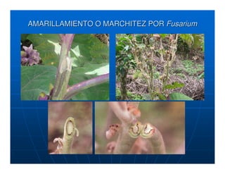 AMARILLAMIENTO O MARCHITEZ POR Fusarium
 