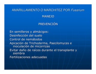 AMARILLAMIENTO O MARCHITEZ POR Fusarium
                      MANEJO

                   PREVENCIÓN

En semilleros y almácigos:
Desinfección del suelo
Control de nemátodos
Apicación de Trichoderma, Paecilomyces e
  inoculación de micorrizas
Evitar daño de raíces durante el transplante y
  siembra
Fertilizaciones adecuadas
 