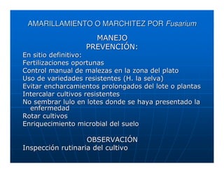 AMARILLAMIENTO O MARCHITEZ POR Fusarium
                    MANEJO
                  PREVENCIÓN:
En sitio definitivo:
Fertilizaciones oportunas
Control manual de malezas en la zona del plato
Uso de variedades resistentes (H. la selva)
Evitar encharcamientos prolongados del lote o plantas
Intercalar cultivos resistentes
No sembrar lulo en lotes donde se haya presentado la
  enfermedad
Rotar cultivos
Enriquecimiento microbial del suelo

                   OBSERVACIÓN
Inspección rutinaria del cultivo
 