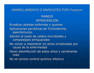 AMARILLAMIENTO O MARCHITEZ POR Fusarium

                       MANEJO
                   INTERVENCIÓN
Erradicar plantas enfermas y quemar
Aplicaciones periódicas de Trichoderma,
  paecilomyces.
Adición al suelo de caldos microbiales y
  compostajes enriquecidos
No volver a resembrar en sitios erradicados por
  causa de la enfermedad
Hacer desinfección de estos sitios y sembrarles
  maíz
No se conoce control químico efectivo
 