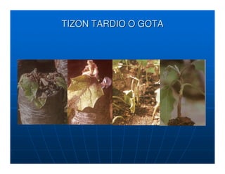 TIZON TARDIO O GOTA
 