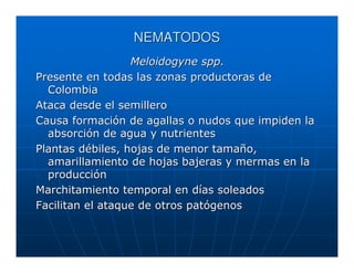 NEMATODOS
                  Meloidogyne spp.
Presente en todas las zonas productoras de
  Colombia
Ataca desde el semillero
Causa formación de agallas o nudos que impiden la
  absorción de agua y nutrientes
Plantas débiles, hojas de menor tamaño,
  amarillamiento de hojas bajeras y mermas en la
  producción
Marchitamiento temporal en días soleados
Facilitan el ataque de otros patógenos
 