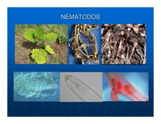 NEMATODOS
 