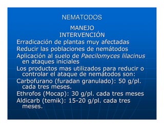 NEMATODOS
                   MANEJO
                INTERVENCIÓN
Erradicación de plantas muy afectadas
Reducir las poblaciones de nemátodos
Aplicación al suelo de Paecilomyces lilacinus
  en ataques iniciales
Los productos mas utilizados para reducir o
  controlar el ataque de nemátodos son:
Carbofurano (furadan granulado): 50 g/pl.
  cada tres meses.
Ethrofos (Mocap): 30 g/pl. cada tres meses
Aldicarb (temik): 15-20 g/pl. cada tres
  meses.
 
