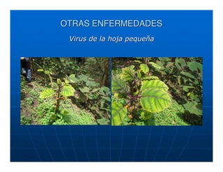 OTRAS ENFERMEDADES
 Virus de la hoja pequeña
 
