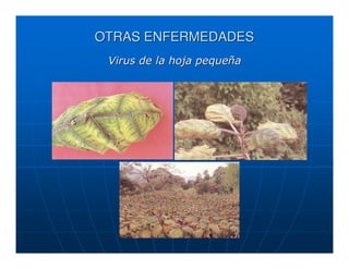 OTRAS ENFERMEDADES
 Virus de la hoja pequeña
 