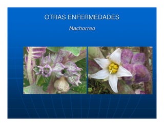 OTRAS ENFERMEDADES
     Machorreo
 